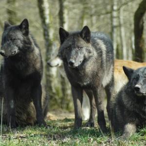 wolves 